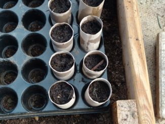 cardboard tubes containing recently planted broad beans