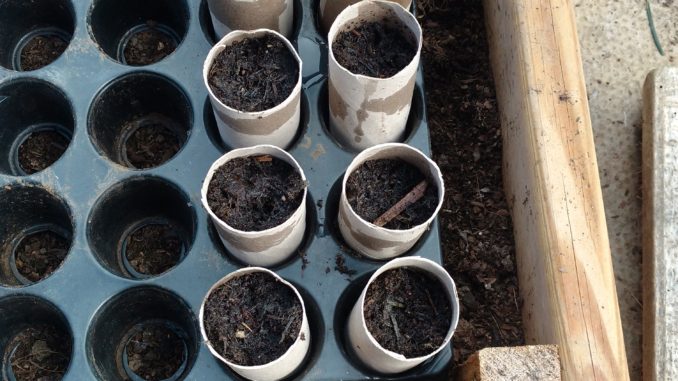 cardboard tubes containing recently planted broad beans