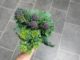 Picture showing kale tops and purple sprouting broccoli